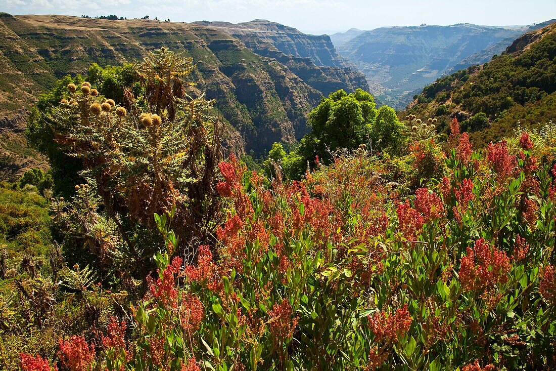 Simien Mountains, Ethiopia, Africa