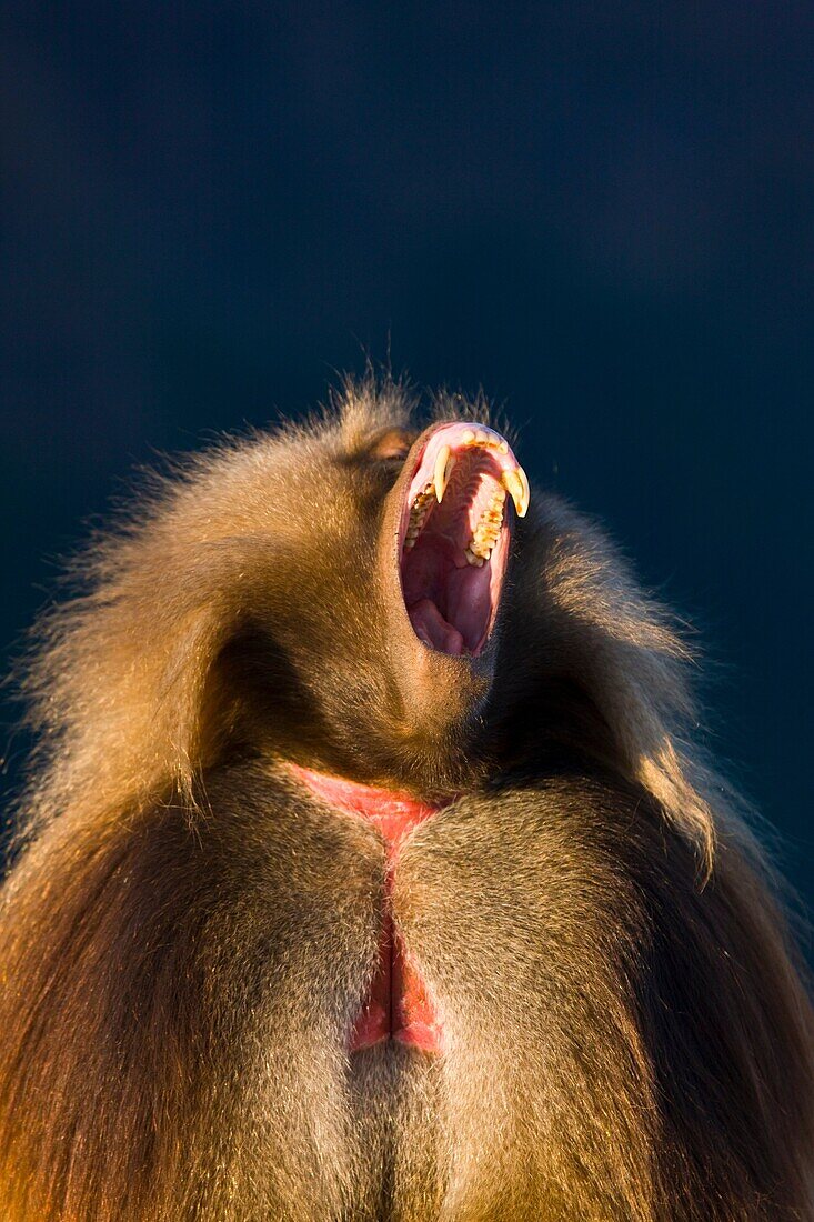 Gelada Baboon, Simien Mountains, Ethiopia, Africa