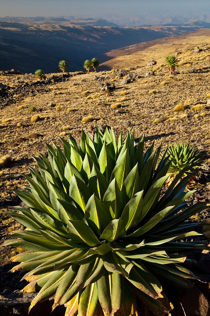 Giant Lobelia, Chennek Area, Simien Mountains, Ethiopia, Africa