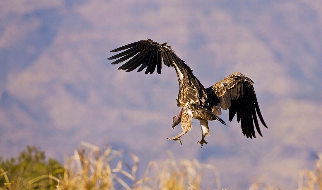 Vulture, Simien Mountains, Ethiopia, Africa