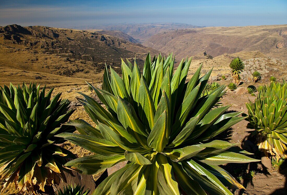 Giant Lobelia, Chennek Area, Simien Mountains, Ethiopia, Africa