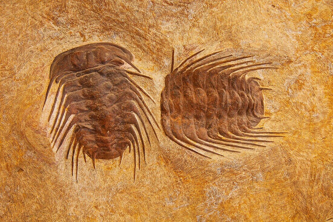 Fossil Trilobites, Sahara Desert, Merzouga, Morocco, Africa