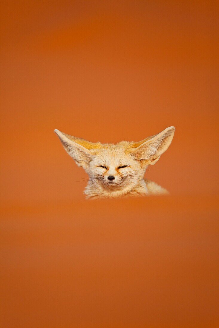 Fennec Fox Vulpes zerda, Sahara Desert, Merzouga, Morocco, Africa