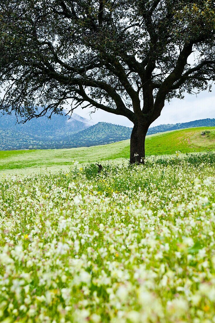 Spring Meadow, Andújar Natural Park, Jaen, Andalusia, Spain