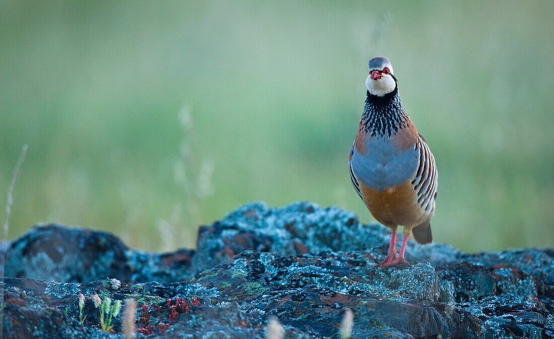 RED- LEGGED PARTRIDGE