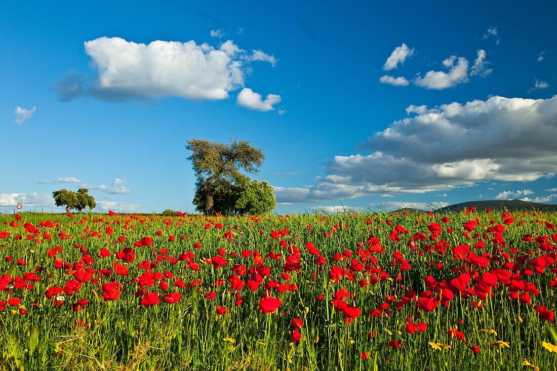 Poppies in a meadow, La Serena, Badajoz, Extremadura, Spain