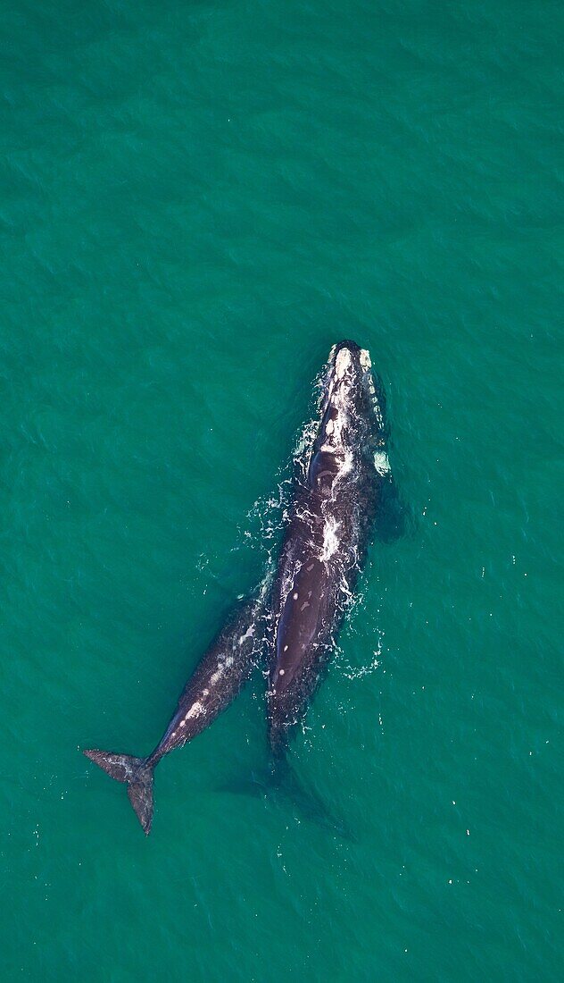 Southern Right Whale Eubalaena australis, Peninsula Valdes, Patagonia, Argentina