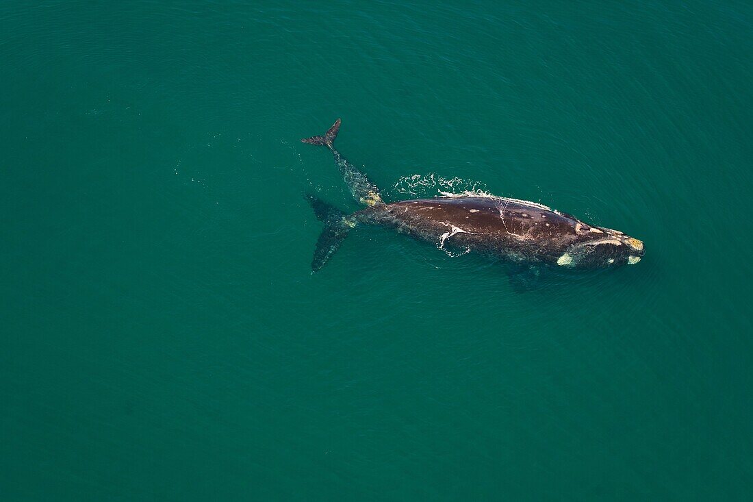 Southern Right Whale Eubalaena australis, Peninsula Valdes, Patagonia, Argentina