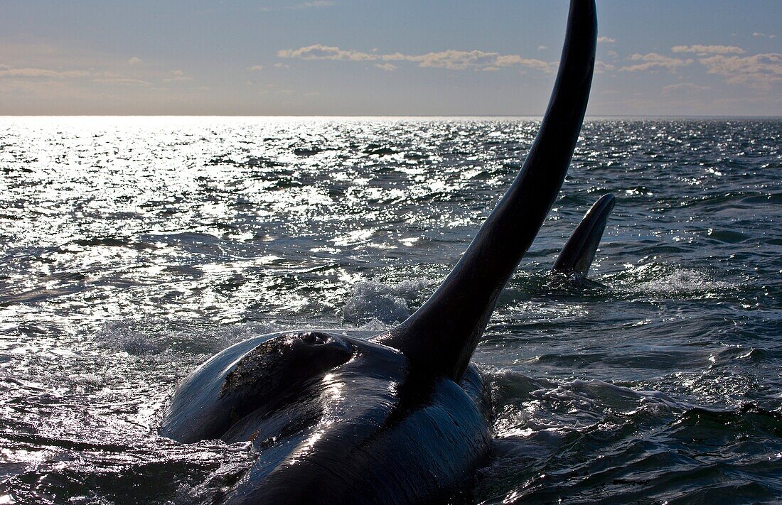 Southern Right Whale Eubalaena australis, Peninsula Valdes, Patagonia, Argentina