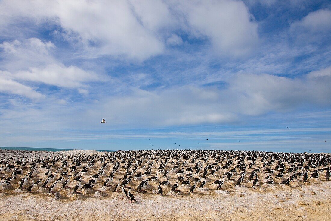 Imperial Shag Phalacrocorax atriceps Patagonia, Argentina