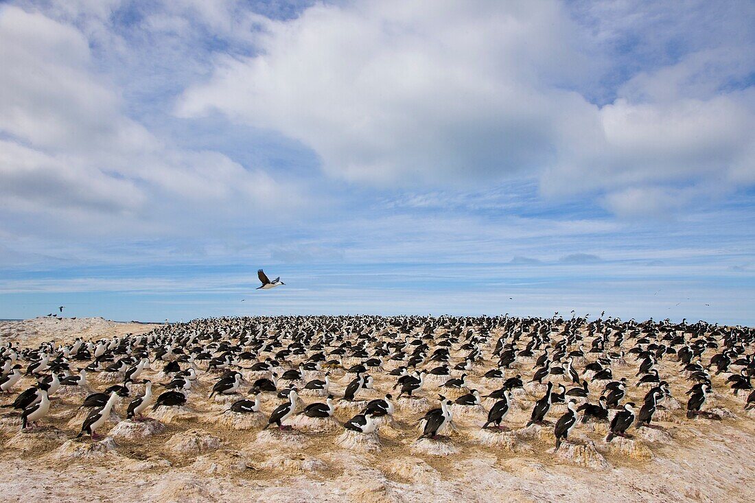 Imperial Shag Phalacrocorax atriceps Patagonia, Argentina