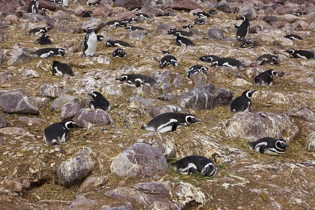 Magellanic Penguin Spheniscus magellanicus, Patagonia, Argentina