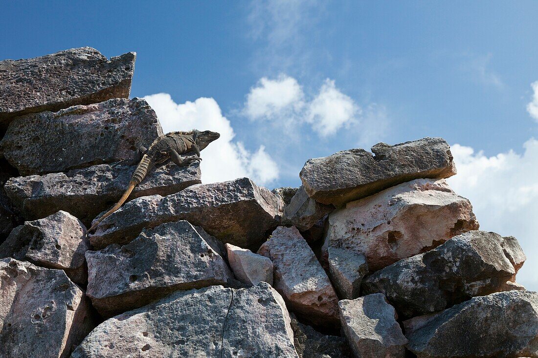 Iguana, Yacimiento Arqueológico Maya de Tulum, Estado de Quintana Roo, Península de Yucatán, México, América