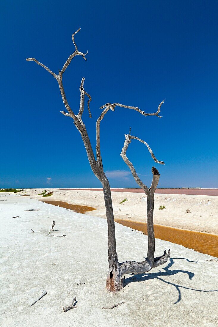 Salinas en la Reserva de la Biosfera de Río Lagartos, Estado de Yucatán, Península de Yucatán, México