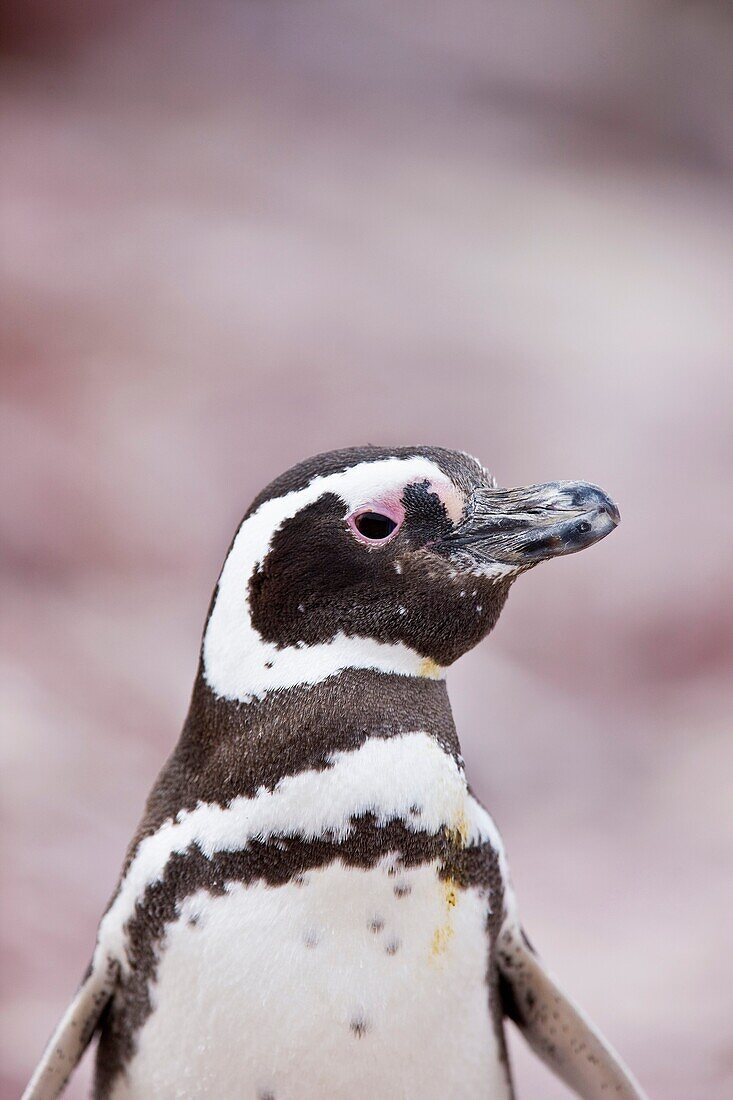 Pingüino de Magallanes Spheniscus magellanicus, Isla Pingüino, Puerto Deseado, Patagonia, Argentina