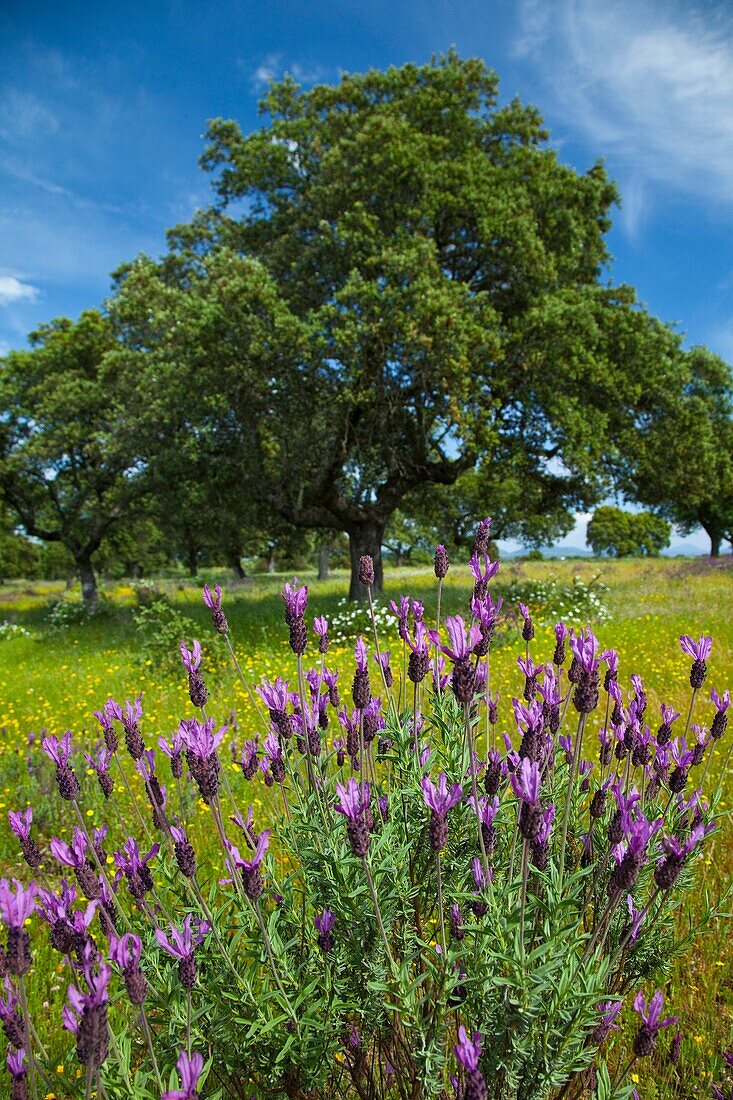 Lavandula angustifolia, Meadow in spring, Extremadura, Spain