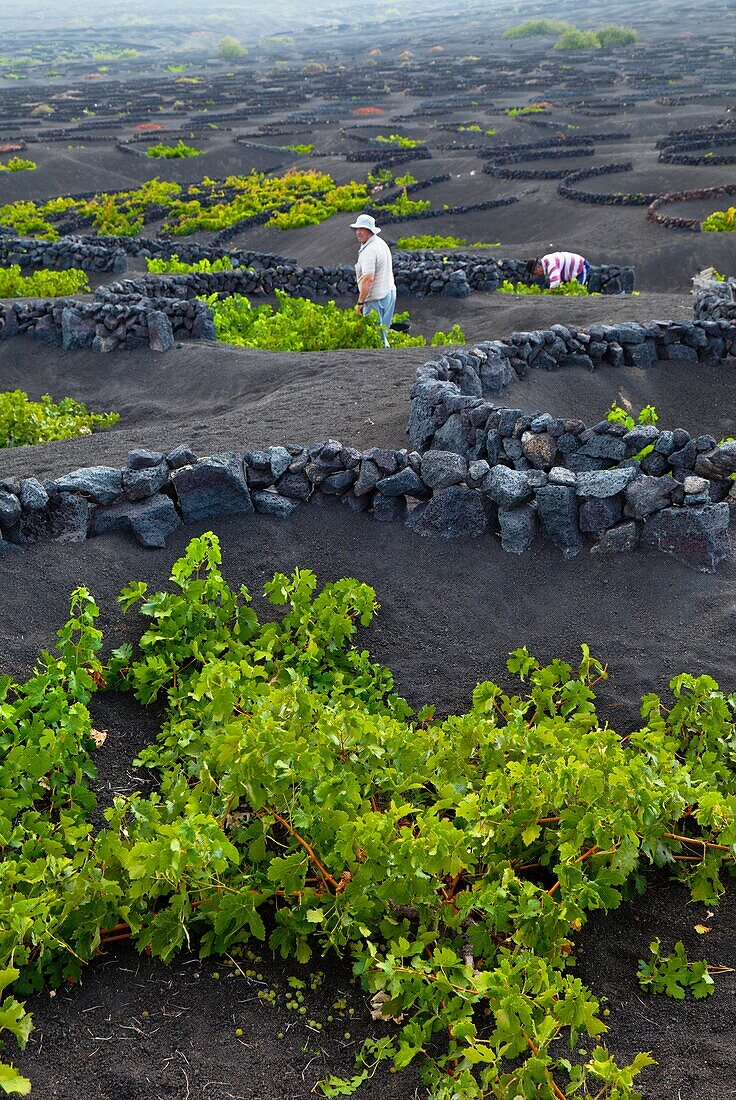 Viñedo de uva malvasia La Geria Isla Lanzarote Provincia Las Palmas Islas Canarias España