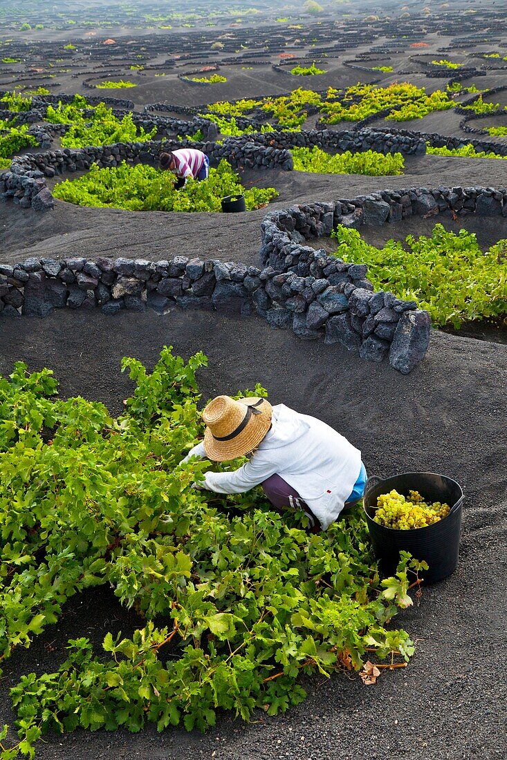 Viñedo de uva malvasia La Geria Isla Lanzarote Provincia Las Palmas Islas Canarias España