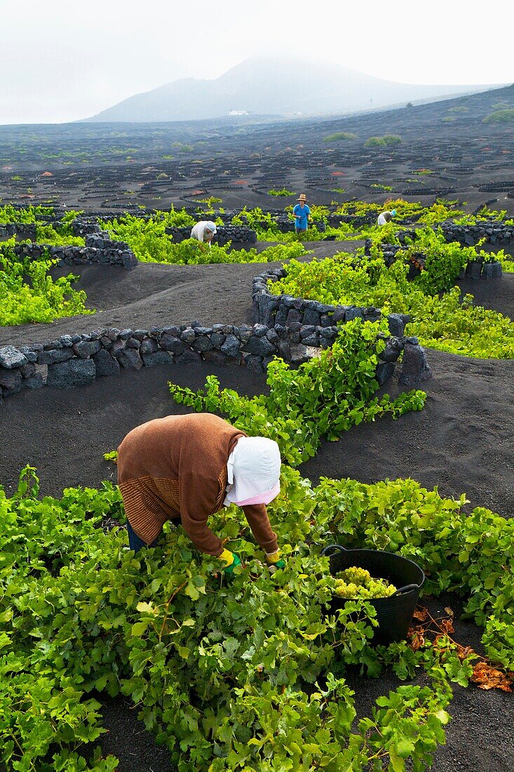 Viñedo de uva malvasia La Geria Isla Lanzarote Provincia Las Palmas Islas Canarias España