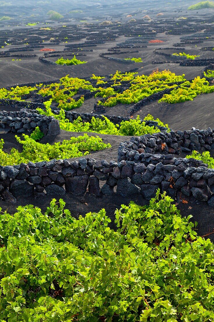Viñedo de uva malvasia La Geria Isla Lanzarote Provincia Las Palmas Islas Canarias España