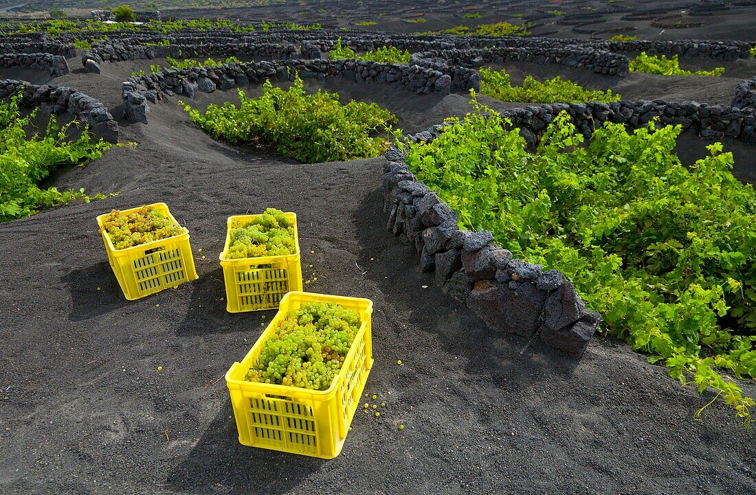 Viñedo de uva malvasia La Geria Isla Lanzarote Provincia Las Palmas Islas Canarias España