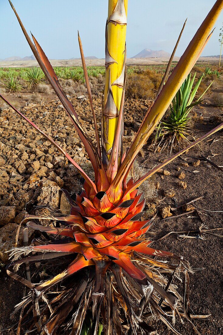 Plantación de pita o ágave Pueblo Lajares Isla Fuerteventura Provincia Las Palmas Islas Canarias España