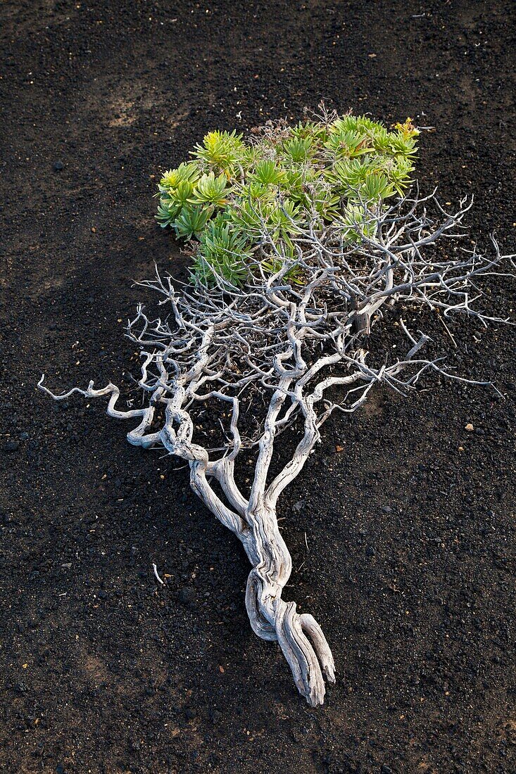 Vegetación en lavas volcánicas Pueblo Las Caletas Isla La Palma Provincia Santa Cruz Islas Canarias España