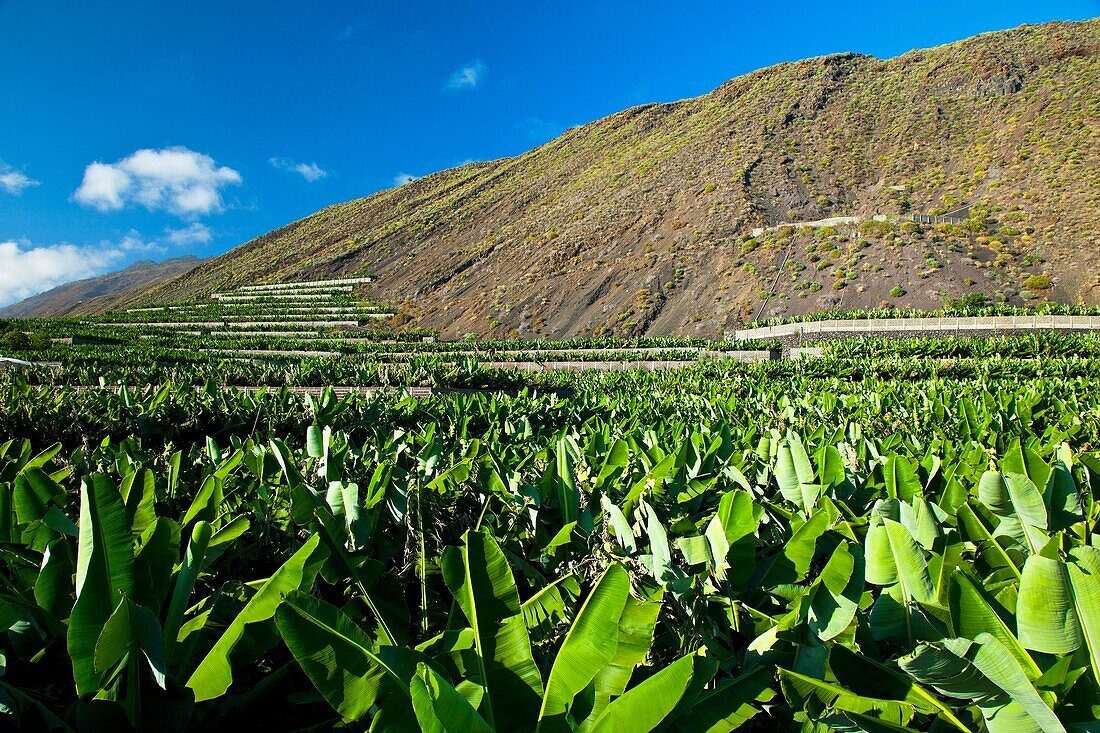 Cultivos de plataneras en ladera del volcán San Antonio Caserío Los Quemados Pueblo Fuencaliente Isla La Palma Provincia Santa Cruz Islas Canarias España