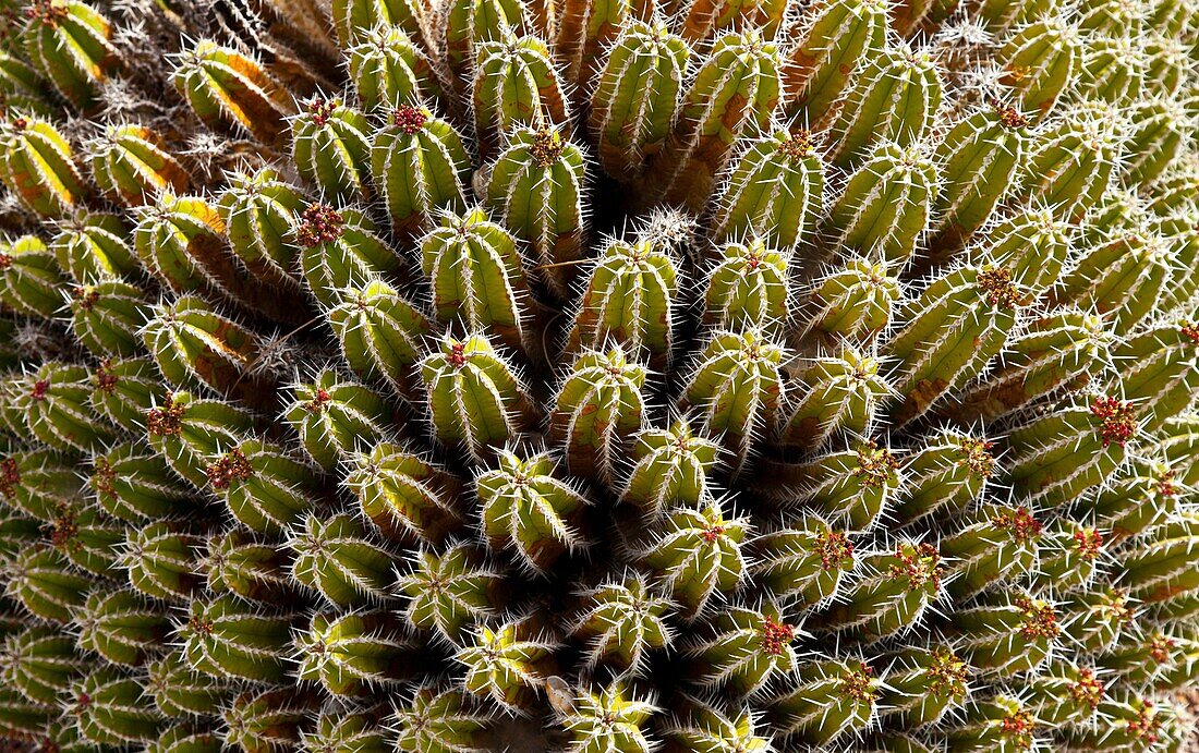 Jardín de cactus junto Centro Interpretación del Molino de gofio de Antigua Pueblo de Antigua Isla Fuerteventura Provincia Las Palmas Islas Canarias España