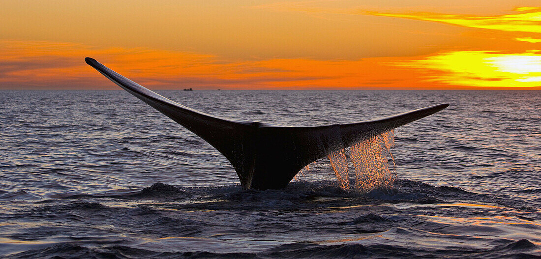 Southern Right Whale (Eubalaena australis), Peninsula Valdes, Patagonia, Argentina