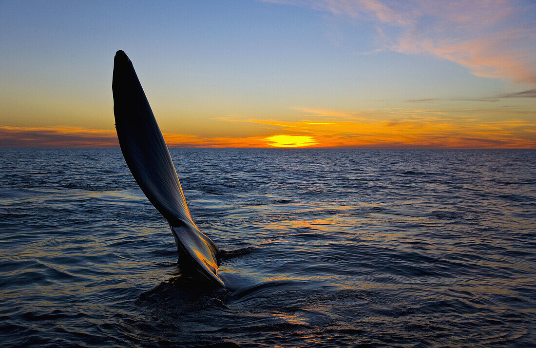 Southern Right Whale (Eubalaena australis), Peninsula Valdes, Patagonia, Argentina