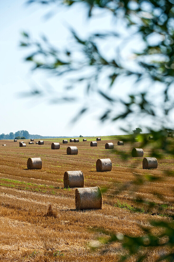 Round hay bales on a freshly cut field, Island of Rügen, Mecklenburg-Vorpommern, Germany