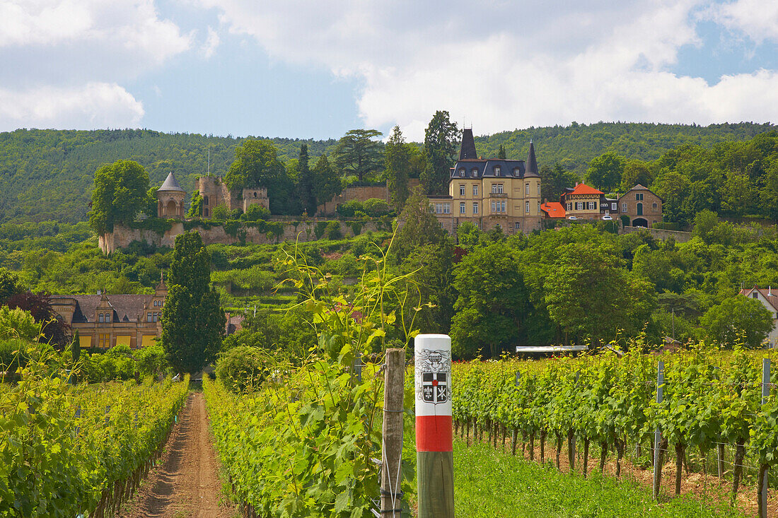 Vineyard Burgergarten, Winery Muller-Catoir, Neustadt-Haardt, Rhineland-Palatinate, Germany