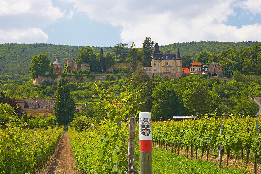 Weinlage Bürgergarten, Haardter Schloss, Neustadt-Haardt, Rheinland-Pfalz, Deutschland