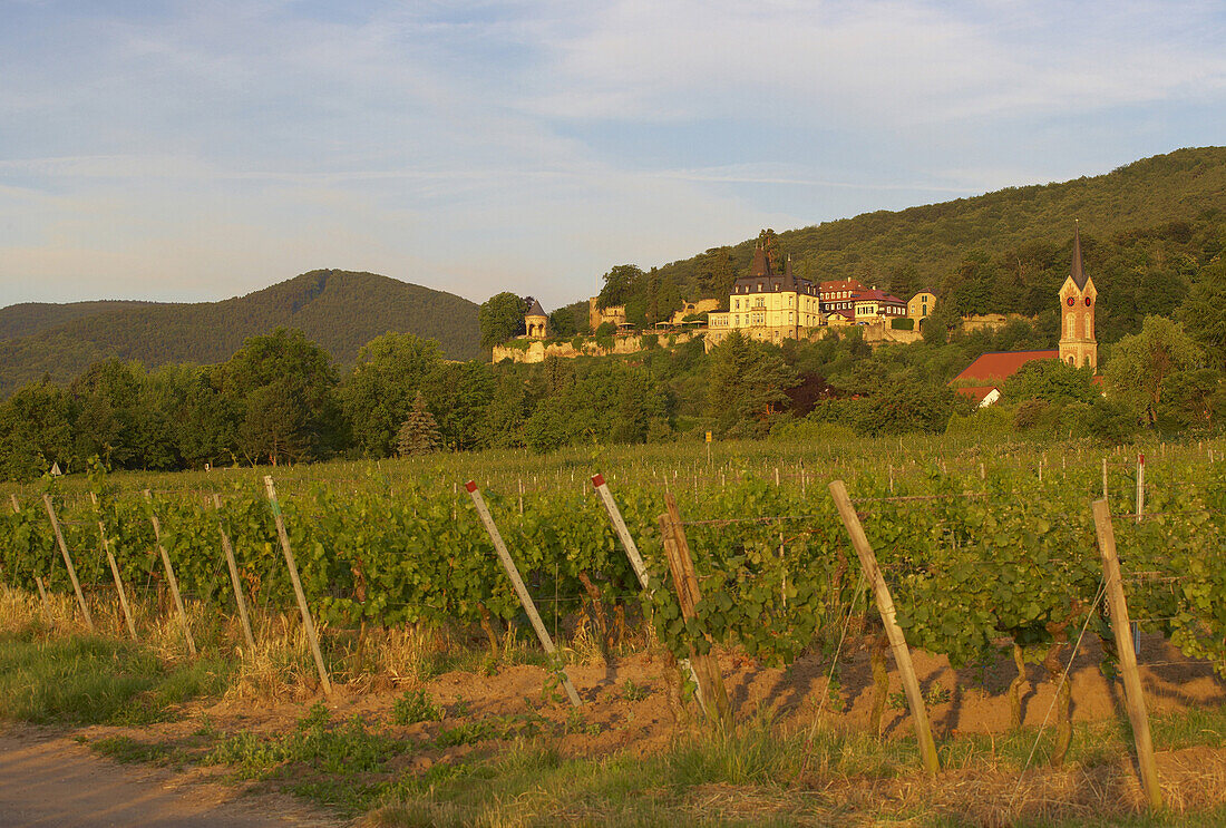 Winery Müller-Catoir at Neustadt-Haardt, Deutsche Weinstraße, Palatinate, Rhineland-Palatinate, Germany, Europe