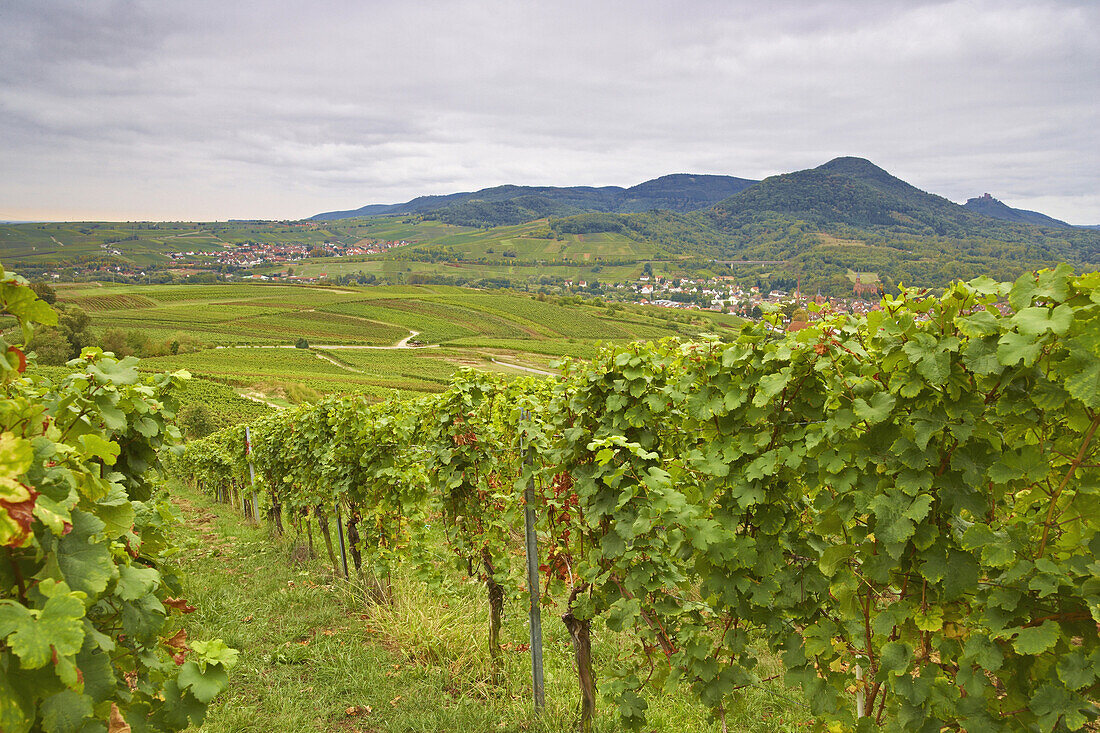 Blick von St. Johann auf Albersweiler - Burg Trifels und die Berge des Pfälzerwaldes, Deutsche Weinstraße, Pfalz, Rheinland-Pfalz, Deutschland, Europa