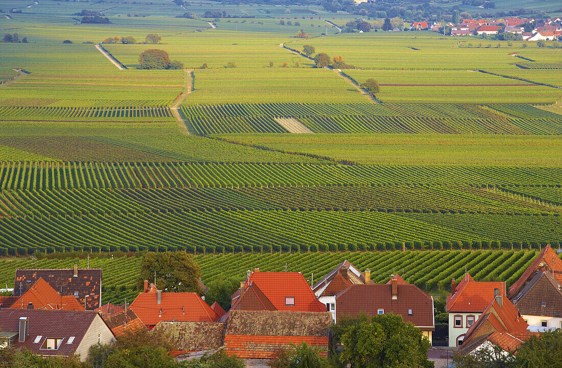 Burrweiler, Deutsche Weinstraße, Pfalz, Rheinland-Pfalz, Deutschland, Europa