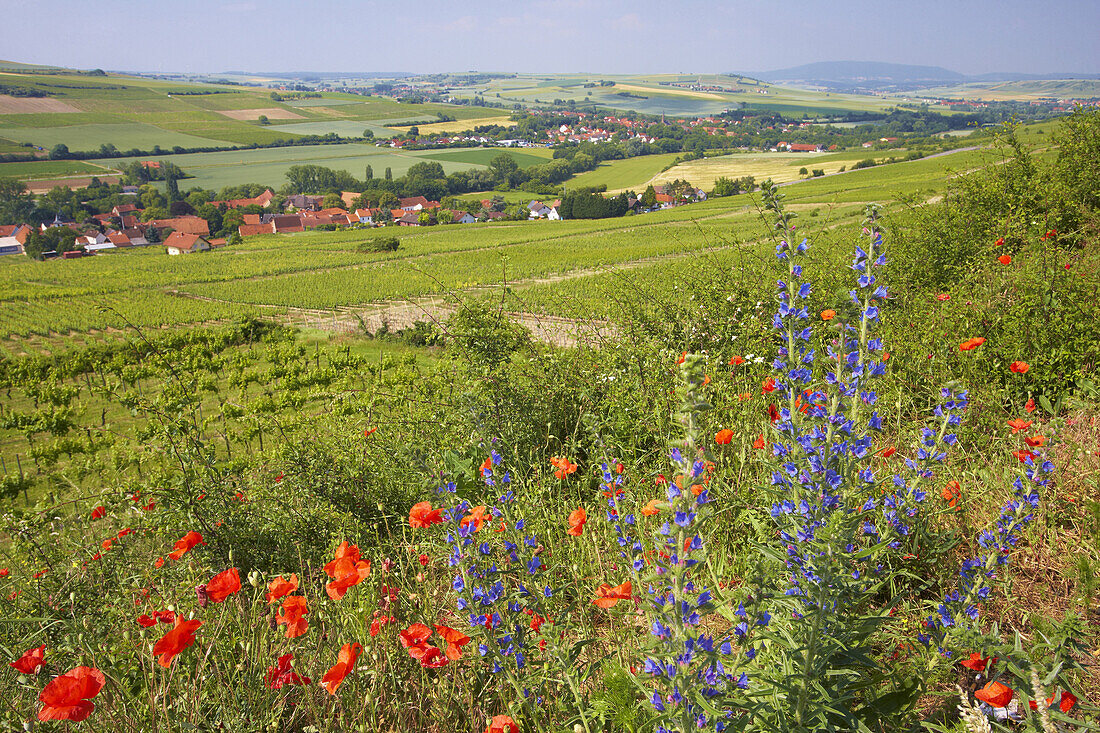 Blick über Weinberge ins Zellertal, Rheinhessen, Rheinland-Pfalz, Deutschland, Europa