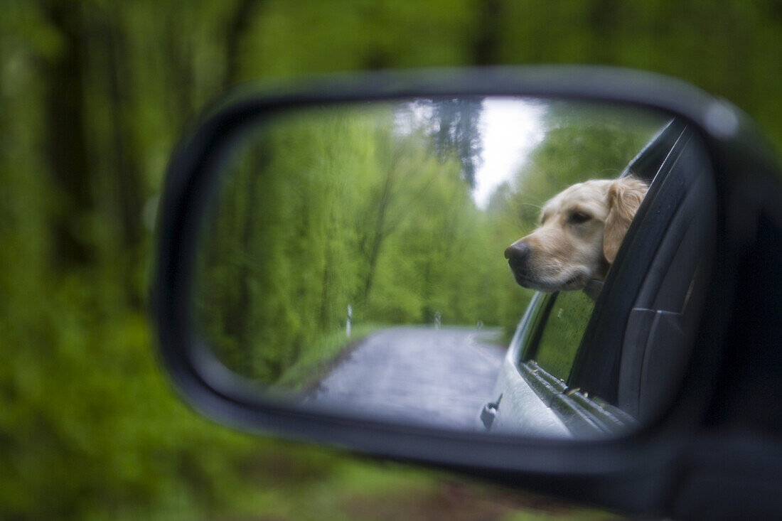 Golden Retriever dog Moana reflected in the rear-view mirror of a car, Haunetal, Rhoen, Hesse, Germany, Europe
