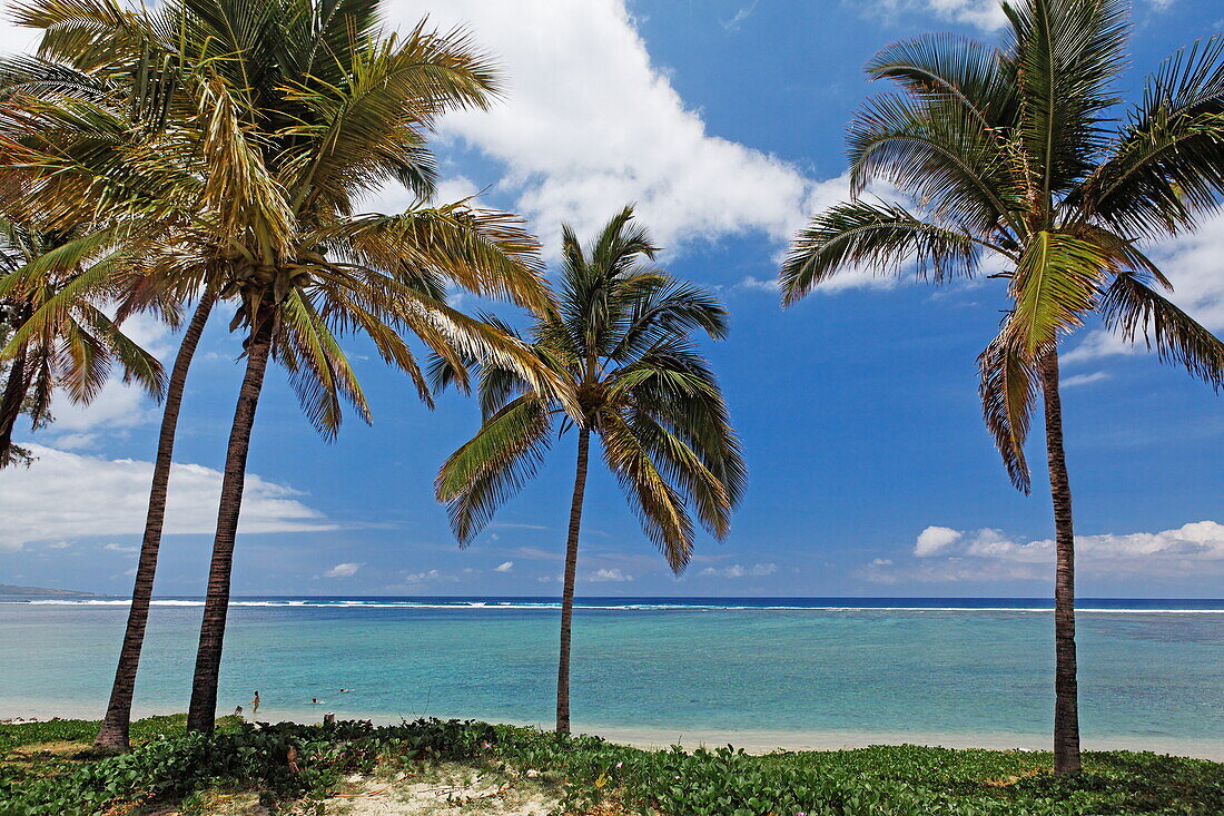 Palm trees on the beach, Saint Gilles les Bains, La Reunion, Indian Ocean