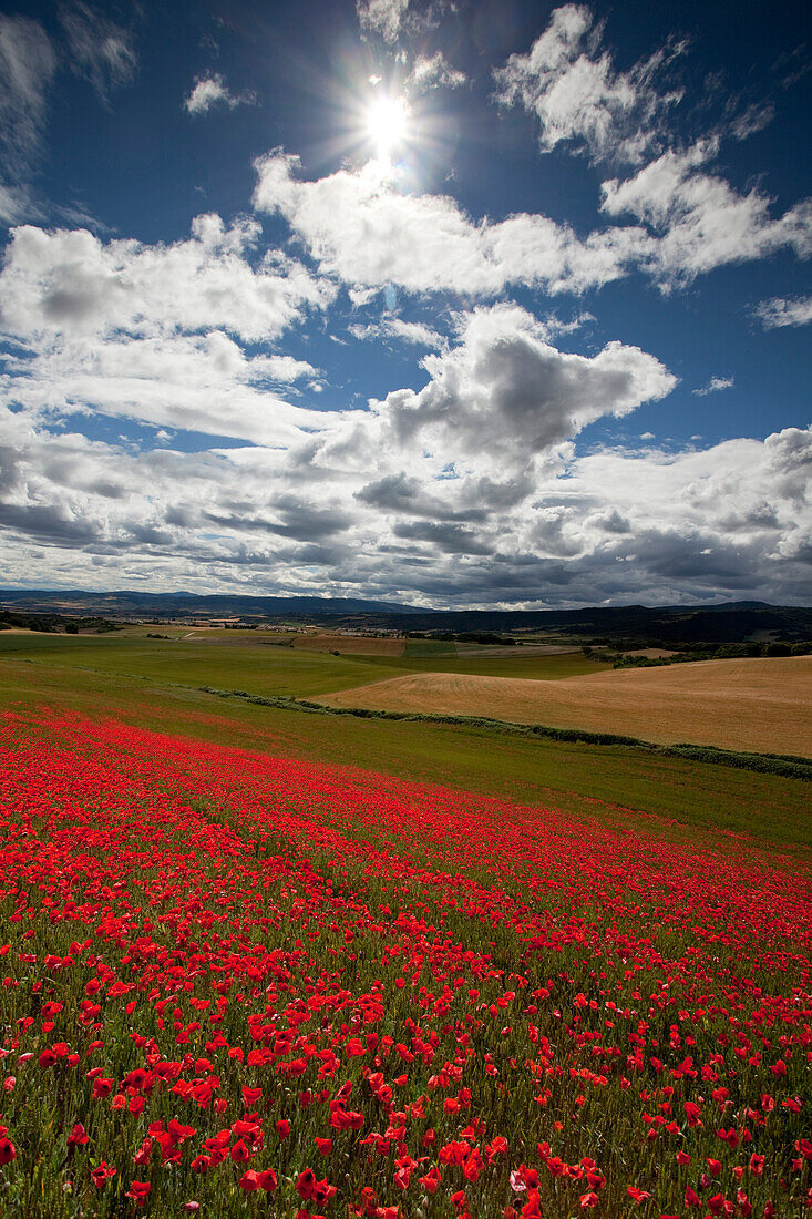 Mohnblüte, Mohnblumen, bei Uterga, Camino Frances, Jakobsweg, Camino de Santiago, Pilgerweg, UNESCO Welterbe, europäischer Kulturweg, Provinz Navarra, Nordspanien, Spanien, Europa