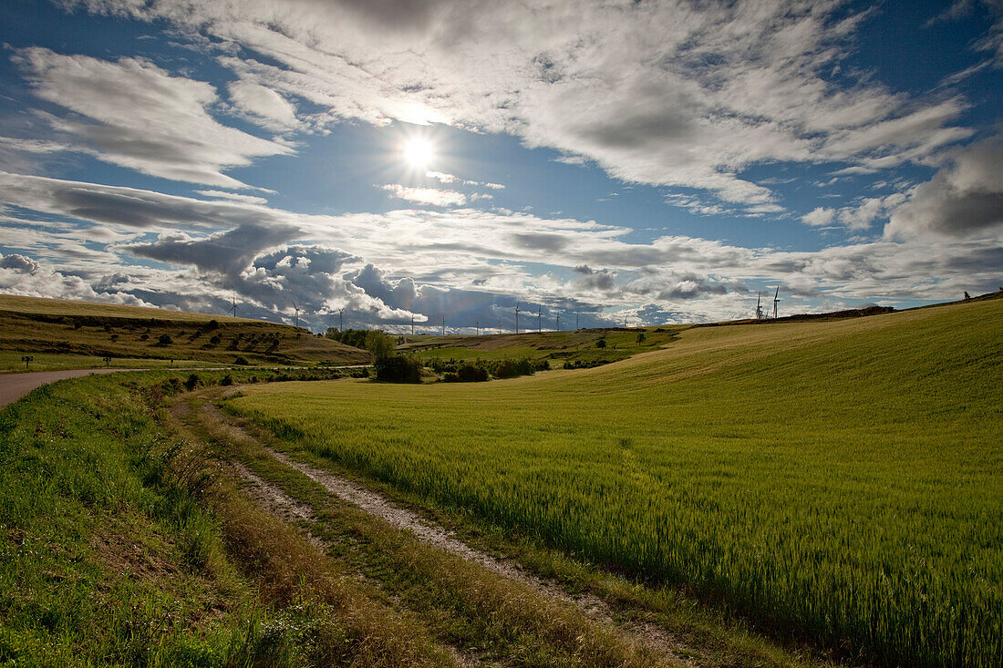 Landscape near Castellanos de Castro, near Burgos, Camino Frances, Way of St. James, Camino de Santiago, pilgrims way, UNESCO World Heritage, European Cultural Route, province of Burgos, Old Castile, Castile-Leon, Castilla y Leon, Northern Spain, Spain, E