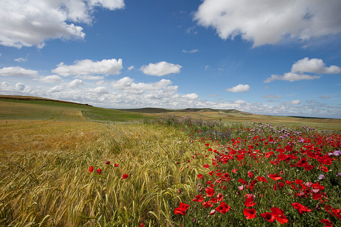 Landscape near Castrojeriz, Camino Frances, Way of St. James, Camino de Santiago, pilgrims way, UNESCO World Heritage, European Cultural Route, province of Burgos, Old Castile, Castile-Leon, Castilla y Leon, Northern Spain, Spain, Europe