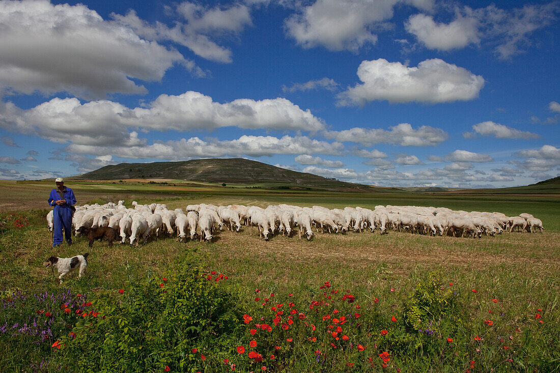 Schaefer mit Schafherde bei Castrojeriz, Camino Frances, Jakobsweg, Camino de Santiago, Pilgerweg, UNESCO Welterbe, europäischer Kulturweg, Provinz Burgos, Altkastilien, Castilla y Leon, Nordspanien, Spanien, Europa