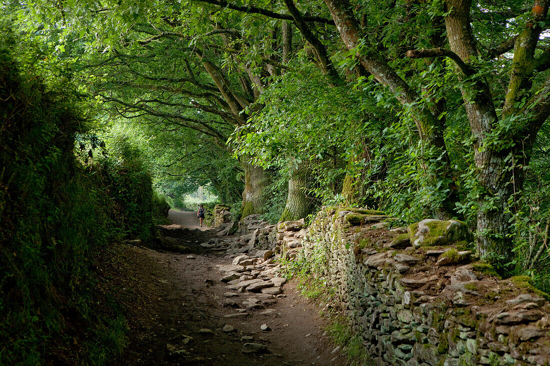 Weg bei Mercadoiro, bei Portomarin, Camino Frances, Jakobsweg, Camino de Santiago, Pilgerweg, UNESCO Welterbe, europäischer Kulturweg, Provinz Lugo, Galicien, Nordspanien, Spanien, Europa