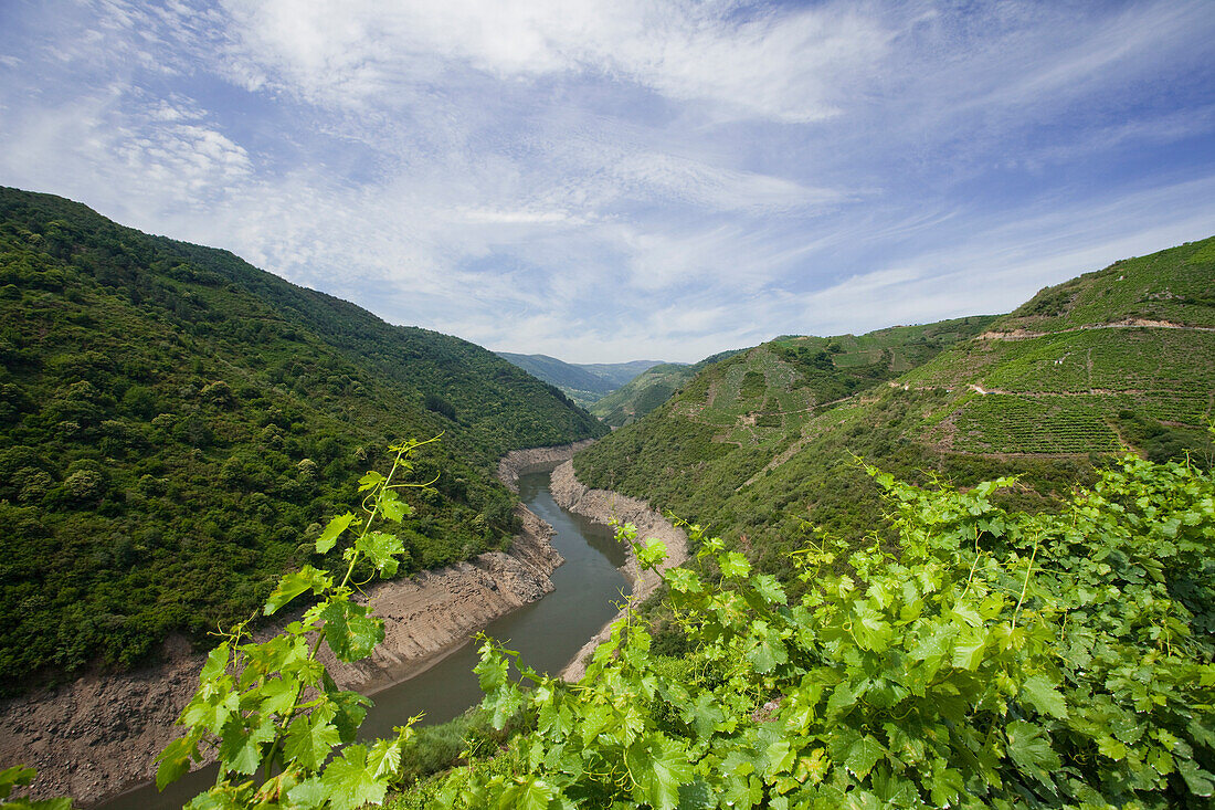 Schlucht, Gargantas del Sil mit Fluß, Rio Sil, bei Castro Caldelas, Jakobsweg, Camino de Santiago, Pilgerweg, Provinz Lugo, Galicien, Nordspanien, Spanien, Europa