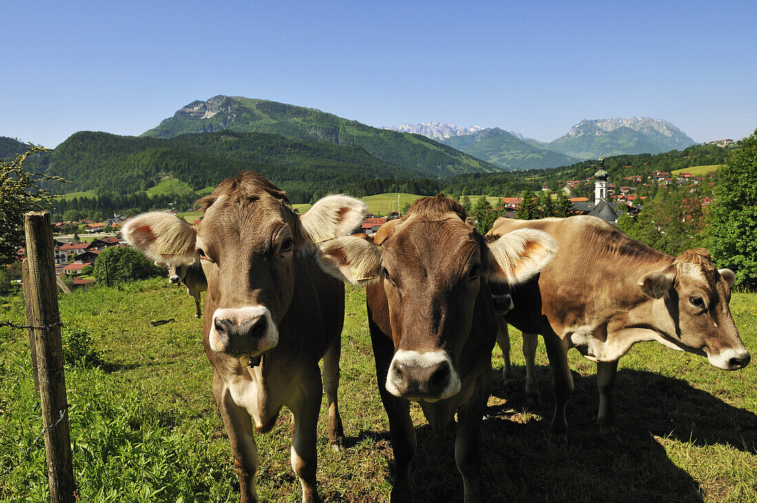 Cows out at feed at Reit im Winkl, Bavaria, Germany, Europe