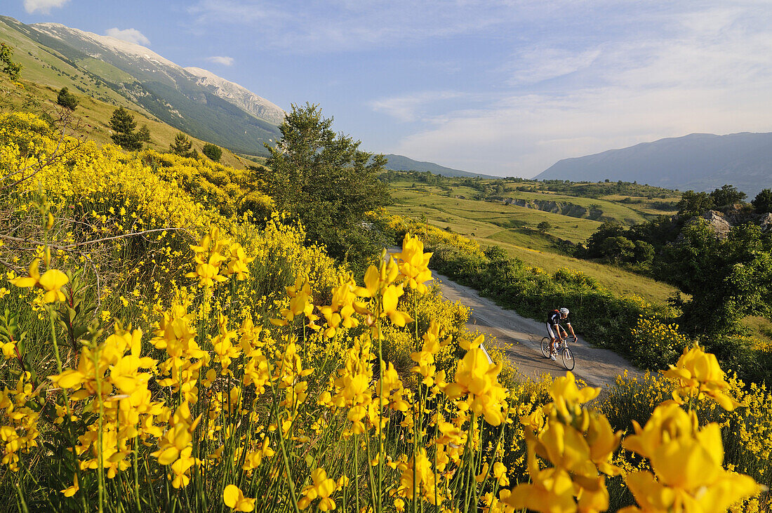 Cyclist between yellow flowers and Monte Amaro, Caramanico Terme, San Eufemia a Maiella, Maiella National Park, Abruzzi, Italy, Europe