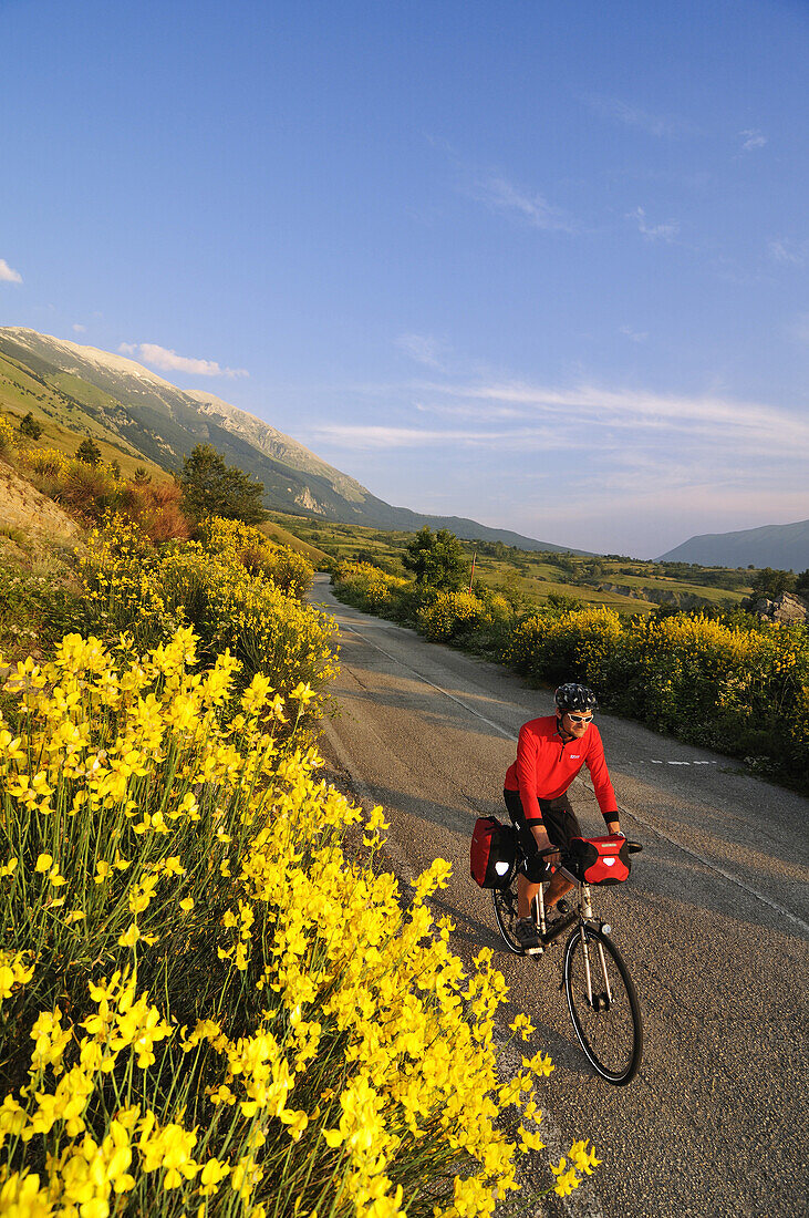 Cyclist between yellow flowers and Monte Amaro, Caramanico Terme, San Eufemia a Maiella, Maiella National Park, Abruzzi, Italy, Europe