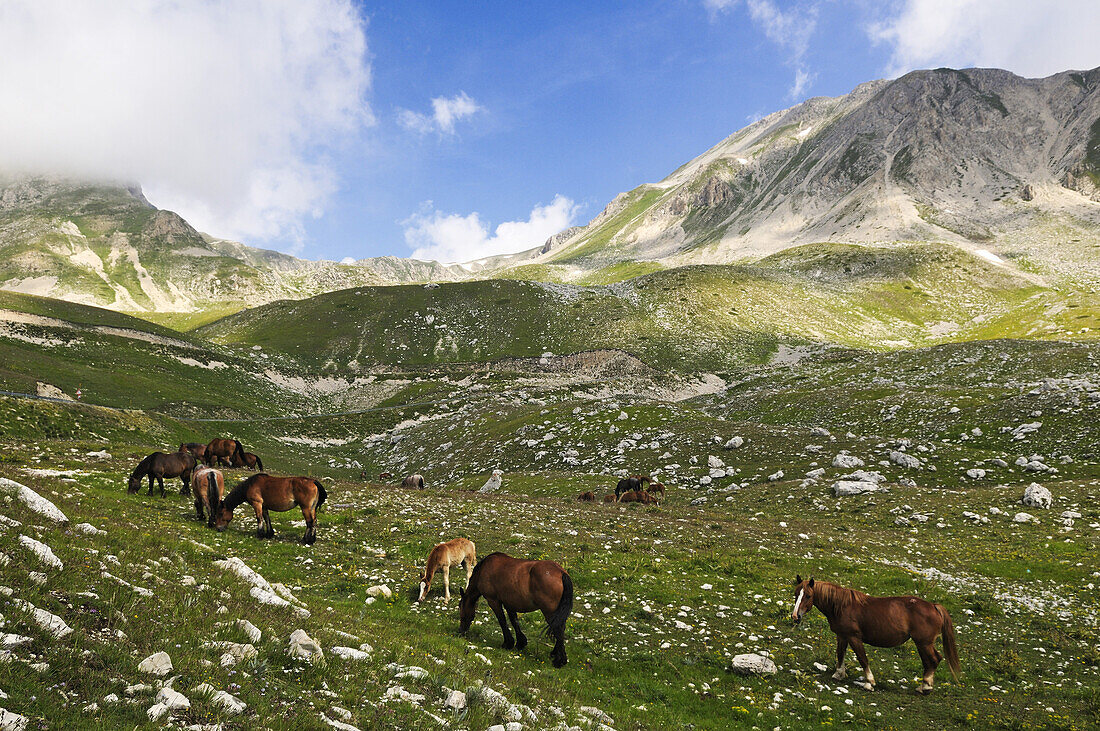 Verwilderte Pferde grasen in den Bergen, Transhumanz, Campo Imperatore, Gran Sasso Nationalpark, Abruzzen, Italien, Europa